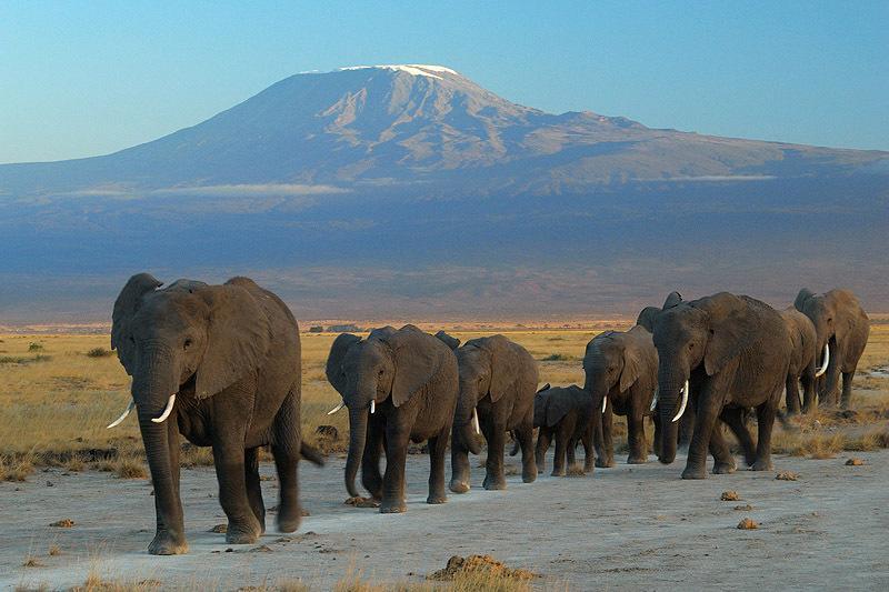 Maasai Simba Camp Hotel Amboseli Bagian luar foto
