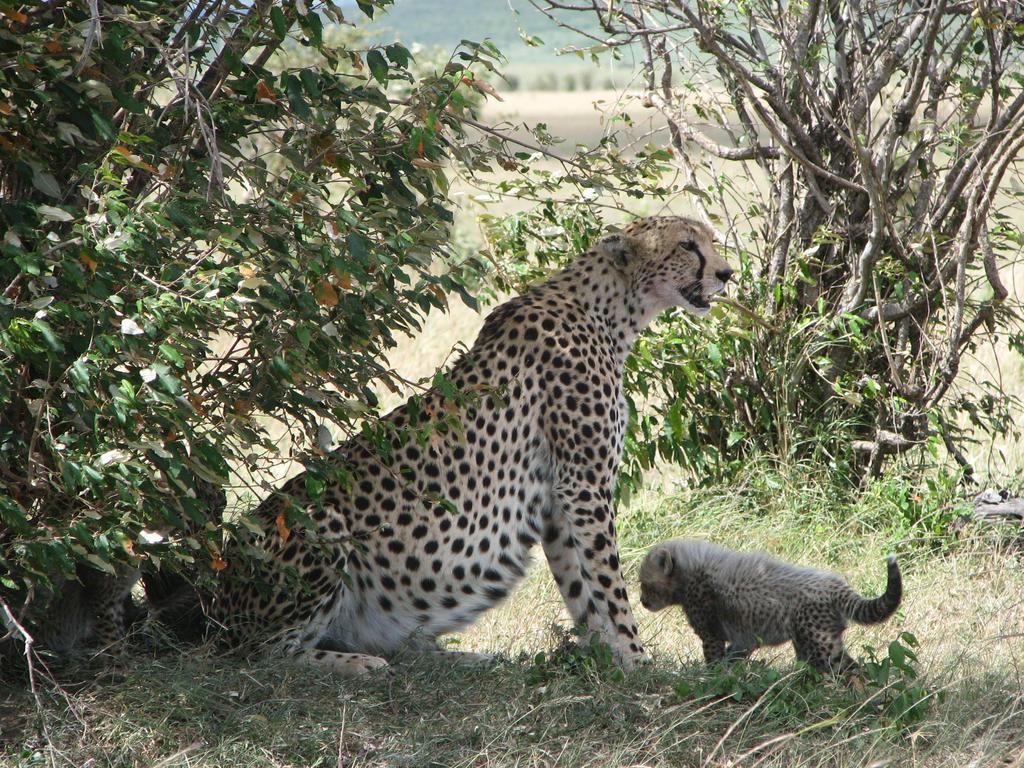 Maasai Simba Camp Hotel Amboseli Bagian luar foto