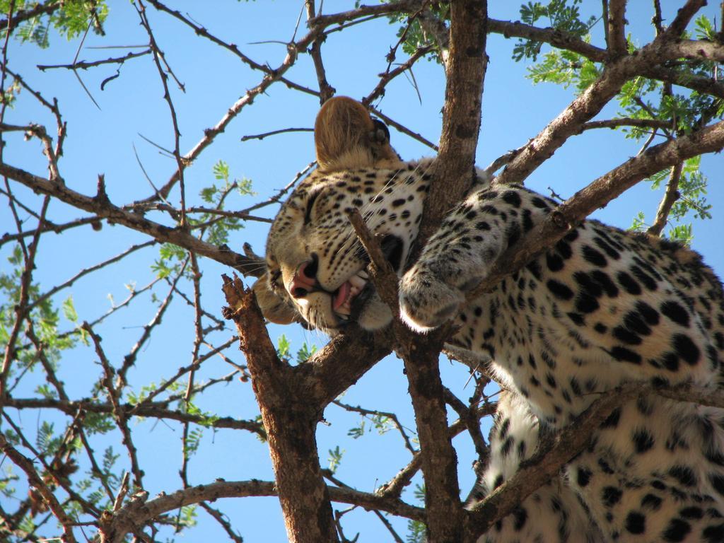 Maasai Simba Camp Hotel Amboseli Bagian luar foto