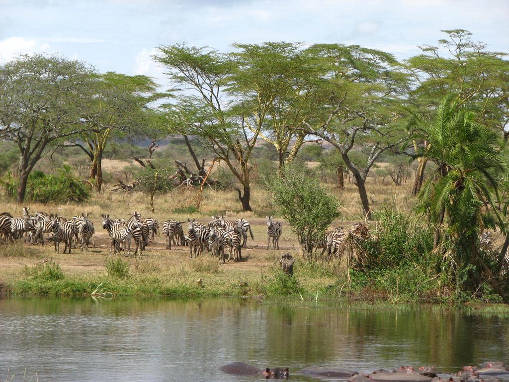 Maasai Simba Camp Hotel Amboseli Bagian luar foto